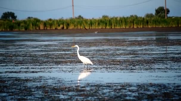 Gran garza o garza blanca, de pie en un lago — Vídeos de Stock