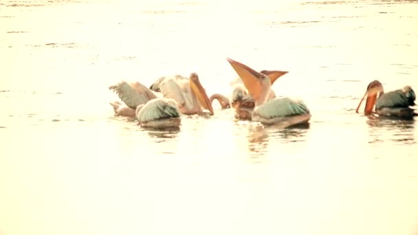 Group of great white pelicans floating on water — Stock Video
