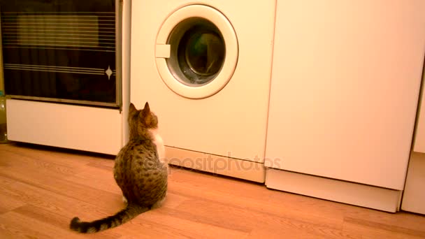 Young cat looking into working washing machine — Stock Video