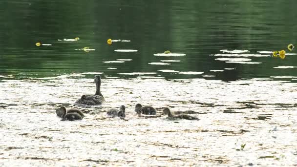 Cute duck with a flock of ducklings swim in pond — Stock Video