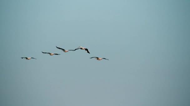 Vijf grote witte pelikanen vliegen in formatie in de hemel — Stockvideo