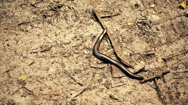 Pequeña serpiente de hierba corta en el suelo en el bosque — Vídeo de stock