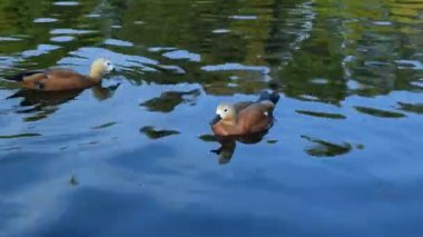 Kırmızı tırtıklıdır havuzda yüzme