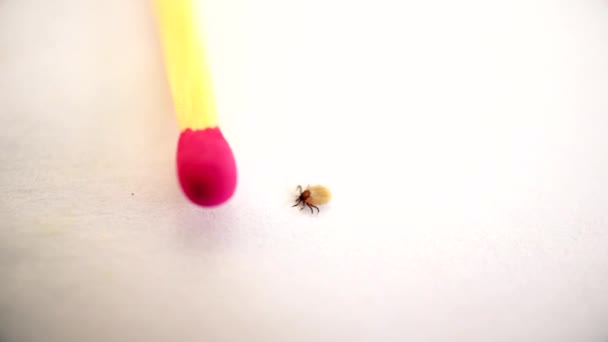 Hard tick crawls on white background — Stock Video