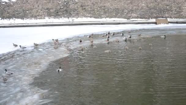 Muitos patos selvagens entram na água e nadam — Vídeo de Stock