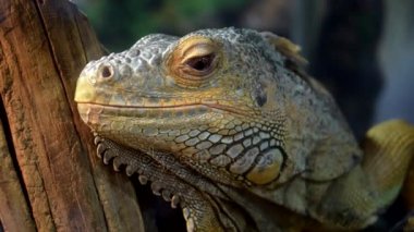 İguana kertenkele Close-Up