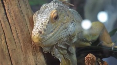 İçinde belgili tanımlık kafes cam arkasında iguana kertenkele