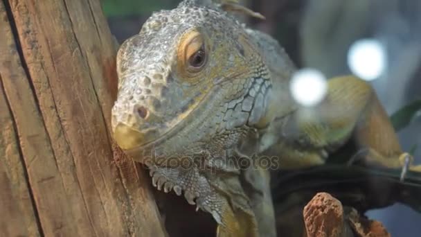 Lézard iguane dans la cage derrière le verre 