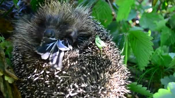 Hedgehog curled in the grass eats a bird — Stock Video