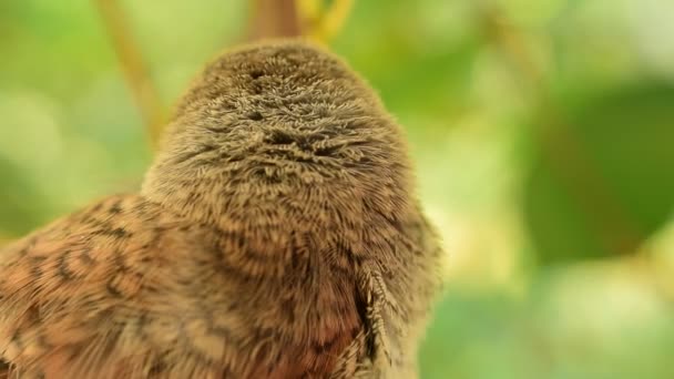 Nahaufnahme junger Weißkehlchen im Freien — Stockvideo