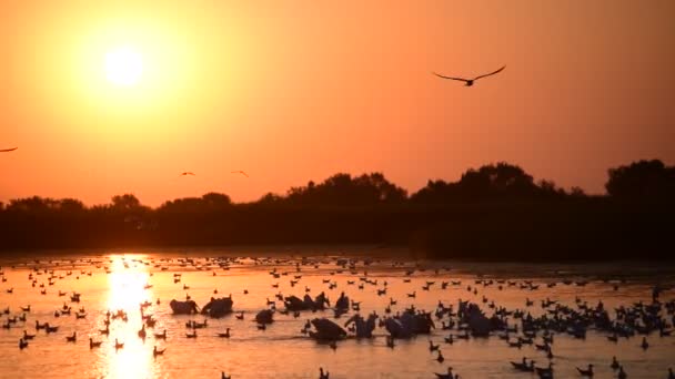 Muchos grandes pelícanos blancos y gaviotas en el agua al amanecer — Vídeo de stock