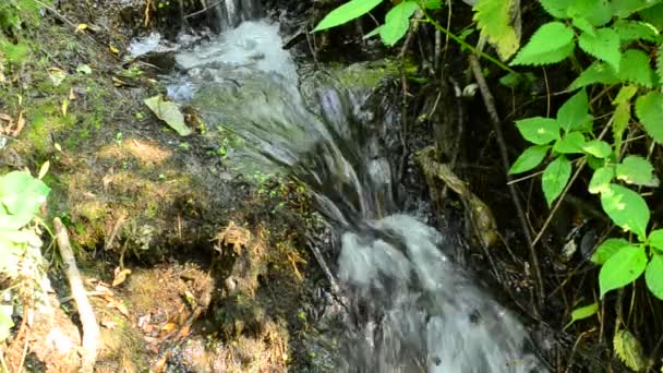 Невеликий струмок з водоспадами в лісі з пишним зеленим листям — стокове відео