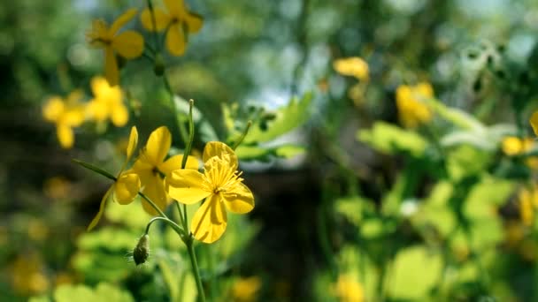 Kwiat glistnik jaskółcze ziele na niewyraźne tło — Wideo stockowe