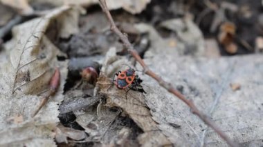 Ormandaki tek Firebug'ı. Closeup makro