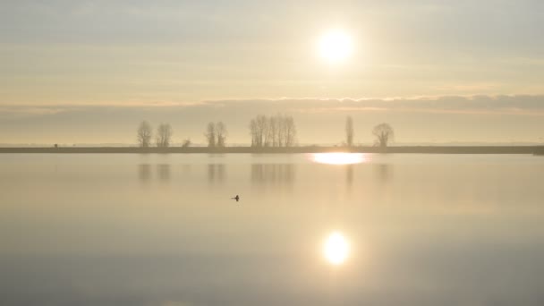 Seagull neer op water, dan neemt vleugel en vliegt weg — Stockvideo