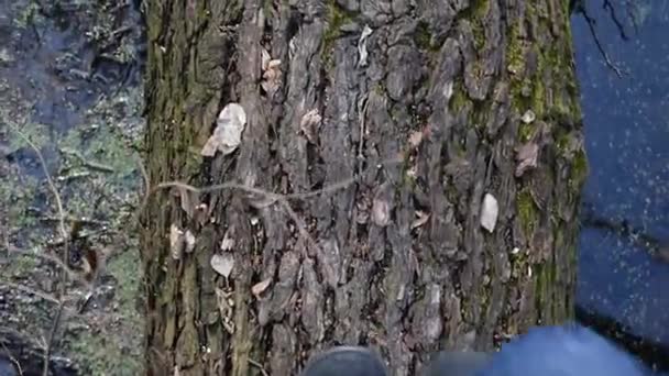 Вид зверху на ноги людини, що ходить по стовбуру падаючого дерева — стокове відео