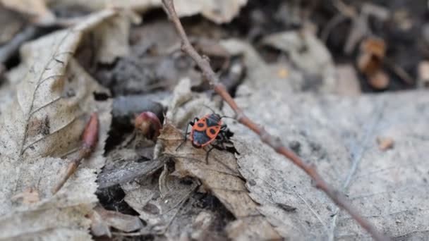 Single firebug in forest. Closeup macro — Stock Video