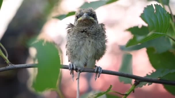 Yeşil ağaç dal üzerinde tıraşlama akgerdan fledgeling — Stok video