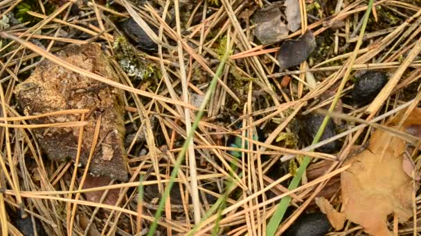 Πράσινο dor σκαθάρι σέρνεται στο έδαφος σε Φθινοπωρινό δάσος — Αρχείο Βίντεο