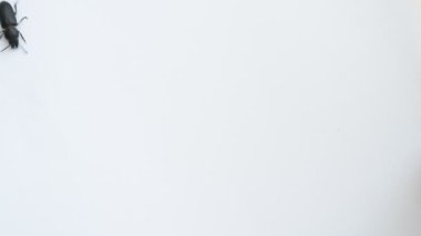 Siyah böceği aşağı beyaz arka plan üzerinde tarar