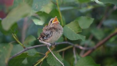 Bir insan beslenme akgerdan yavru kuş açık havada kontrolden