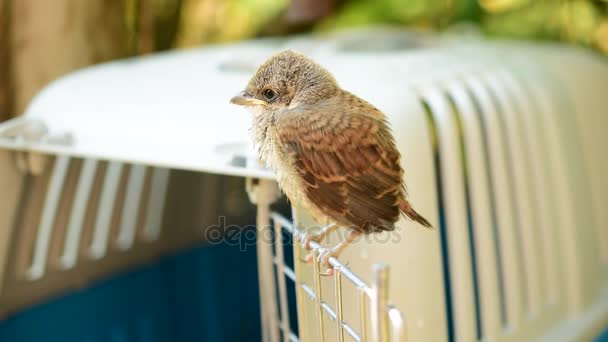 Fledgeling of whitethroat perches on door of cage — Stock Video