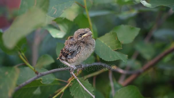 Hand van een menselijke voeding grasmus fledgling buitenshuis — Stockvideo