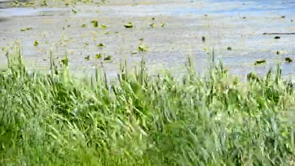 Pulserande grön starr, vass och gräs som vajar i vinden på bakgrund av flod eller sjö — Stockvideo