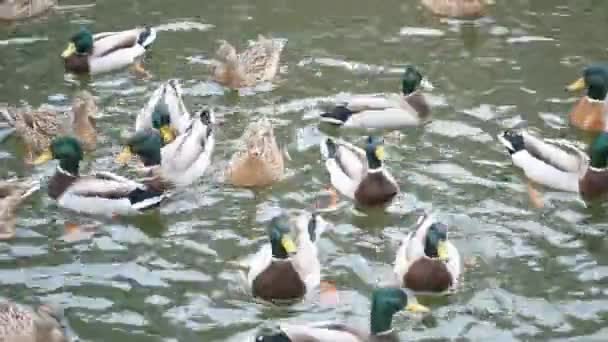 Bandada de muchos mallardos nadando rápidamente en un estanque . — Vídeo de stock