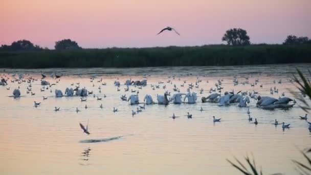 Muchos grandes pelícanos blancos forrajean en el agua al amanecer rodeados de muchas gaviotas por la mañana — Vídeo de stock