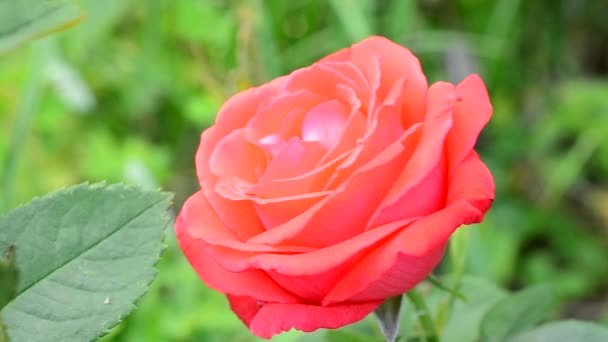 Fleur rose écarlate sur fond vert flou en été 
