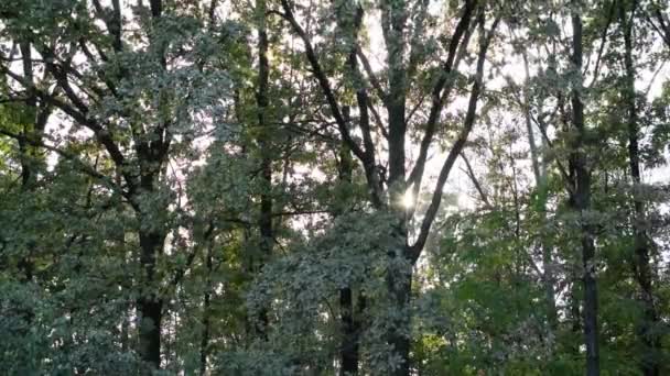 Lebendiger grüner Wald mit Sonne, die durch sattes grünes Laub scheint — Stockvideo