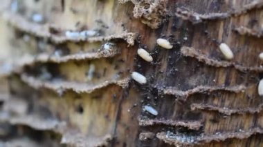 Karıncalar onların larva hareketli ahşap üzerine