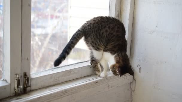 Cat walks on old narrow window sill — Stock Video