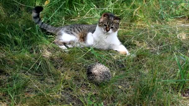 Gato juega con erizo al aire libre — Vídeos de Stock