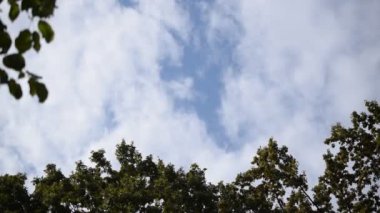 Bulutlar mavi gökyüzü ağaçlarda üst kısımları üzerinde hareket ettirin