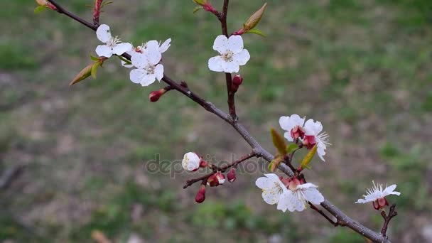 Blühende Aprikosenfrucht Zweig mit schönen Blüten — Stockvideo