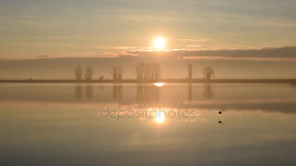 Gabbiano scende sull'acqua, poi vola via — Video Stock