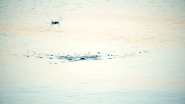 Piedra saltada en el agua — Vídeos de Stock