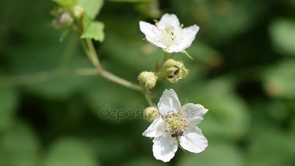 蜜蜂收集花蜜白色黑莓花上 — 图库视频影像