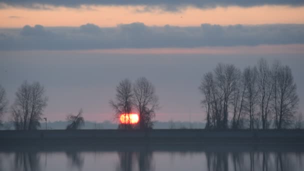 Oiseau vole au-dessus de l'eau pendant le lever du soleil — Video