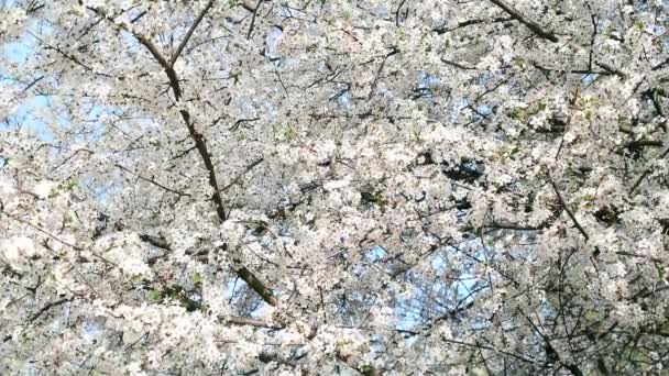 Kirschblüte füllt den Rahmen — Stockvideo