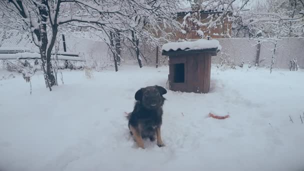 在前面的相机的雪链上的混血狗 — 图库视频影像