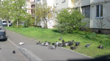 Bir şehirde çok sayıda güvercin beslenen