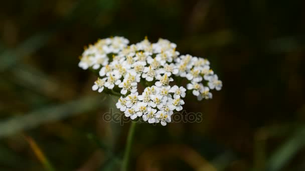 Yarrow com um pequeno inseto nele — Vídeo de Stock