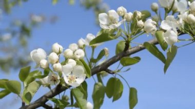 Çiçek açan armut ağacı dalı ile mavi gökyüzü arka plan üzerinde