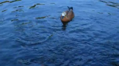 Bir angut gölde yüzüyor