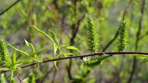 Ramo di salice con fogliame di osier verde fresco — Video Stock