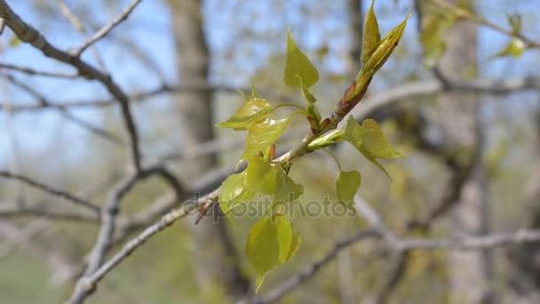 Ramoscello giovane di un albero di pioppo — Video Stock