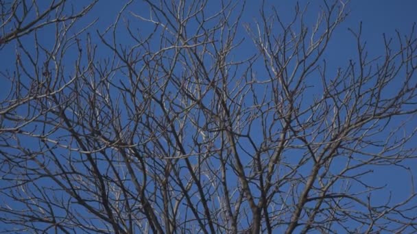 Avlövade valnöt trädgrenar med skuggor som flyttar över dem — Stockvideo